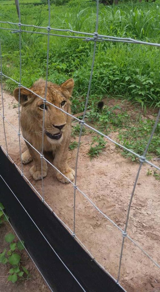 lion