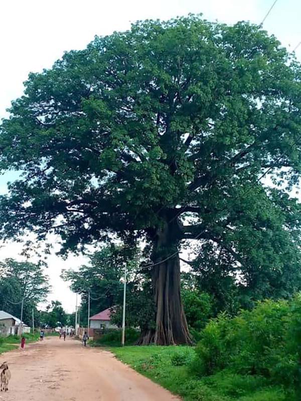 Faraba
